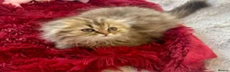 Scottish Fold cats for sale: 5 beautiful, lovely scottish fold boy kittens  - Advert 6