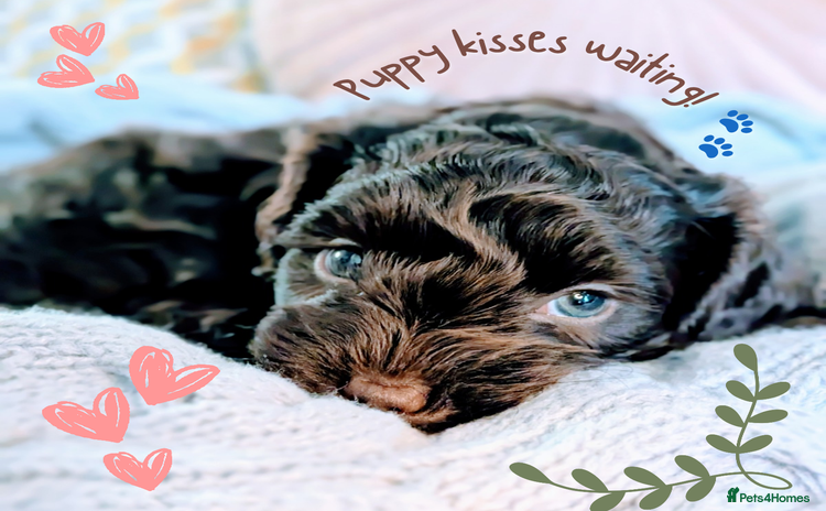 Cockapoo dogs - Advert 1