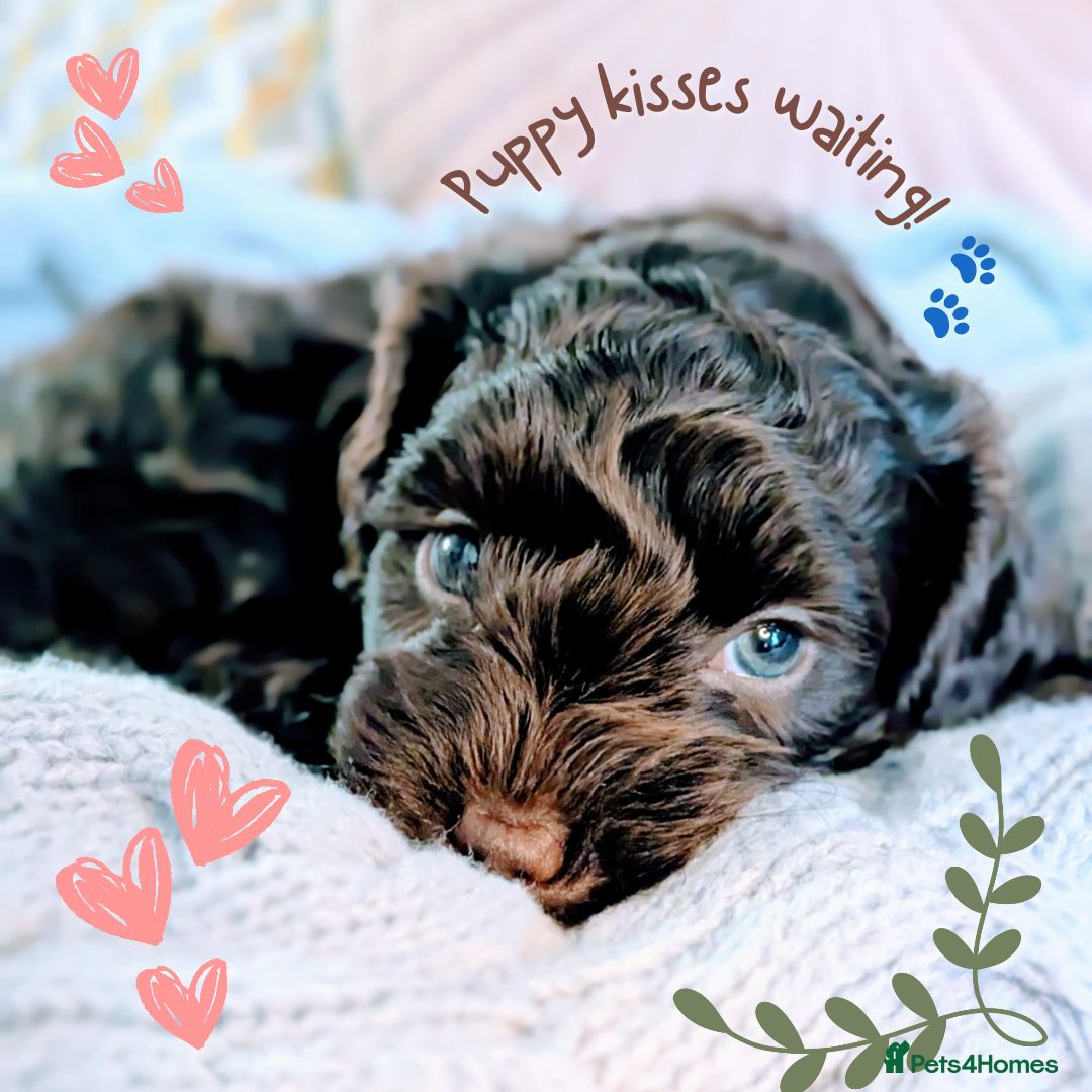 Cockapoo dogs for sale: 5 males, 7 week old Cockerpoo for sale  - Image 1
