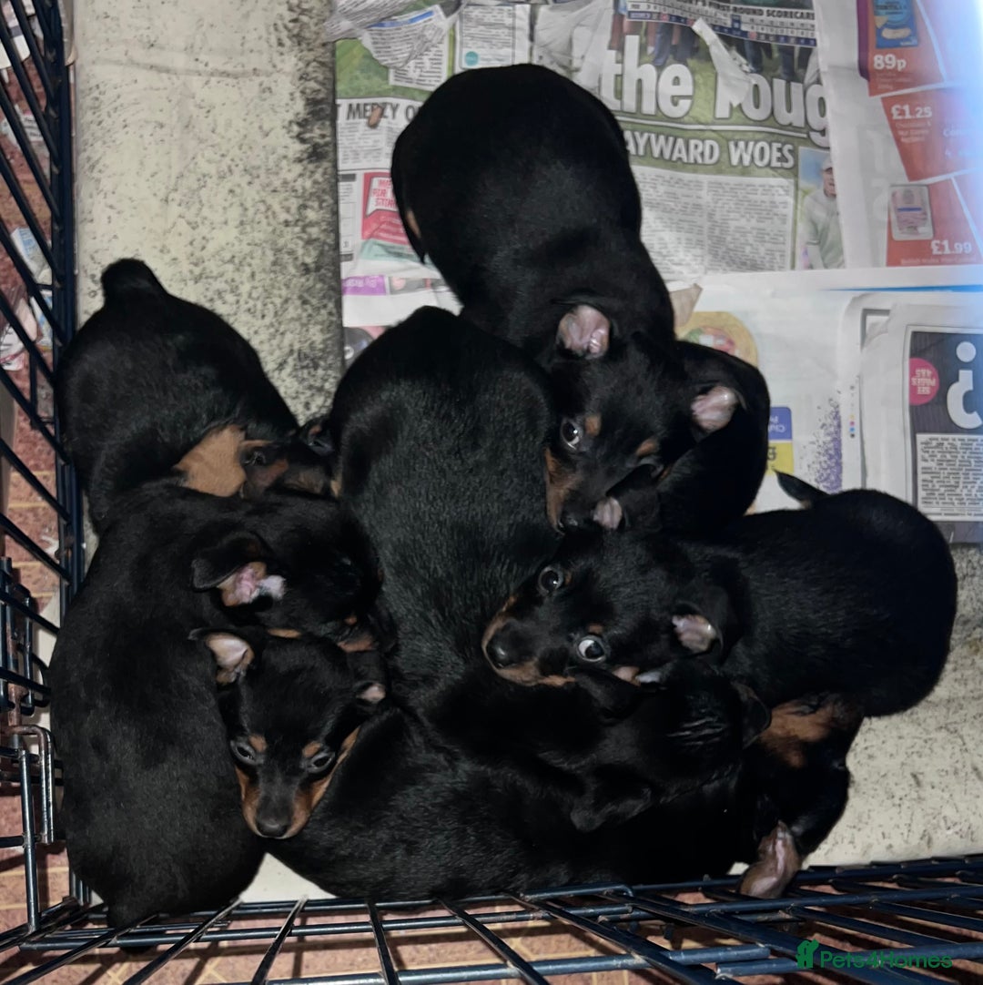 Lancashire Heeler dogs for sale: KC Reg Lancashire Heelers - Advert 11