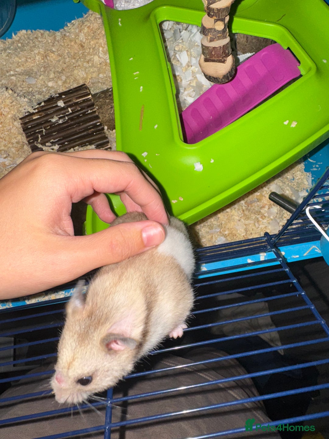 Hamster rodents for sale: Syrian Hamster for sale - Image 2
