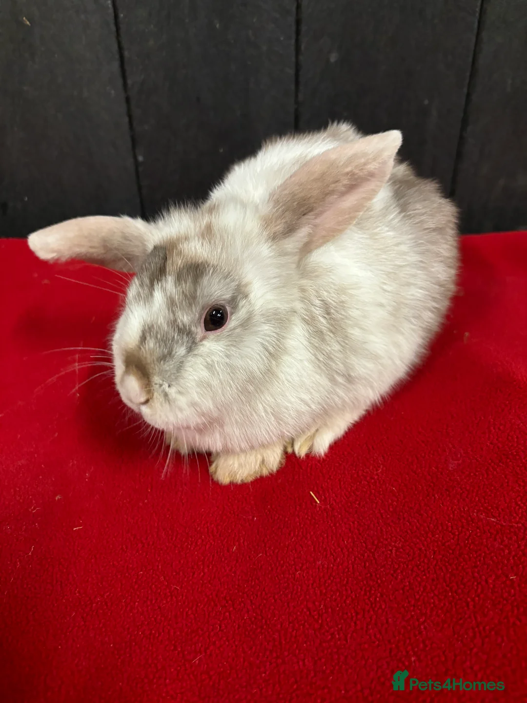 Mini Lop rabbits for sale: Stunning female mini lops  - Advert 2