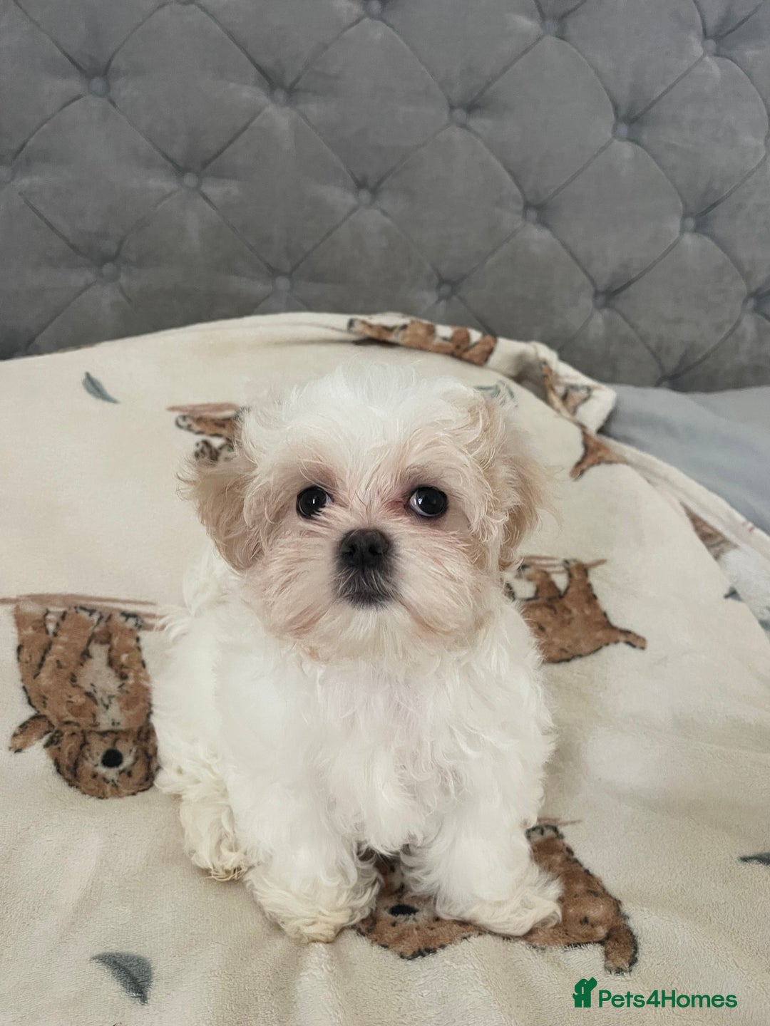 Maltese dogs for sale: *READY NOW* Korean Maltese x Malshi puppies 🐾 - Advert 6