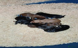 Patterdale Terrier dogs for sale: Patterdale terrier pups  - Image 6