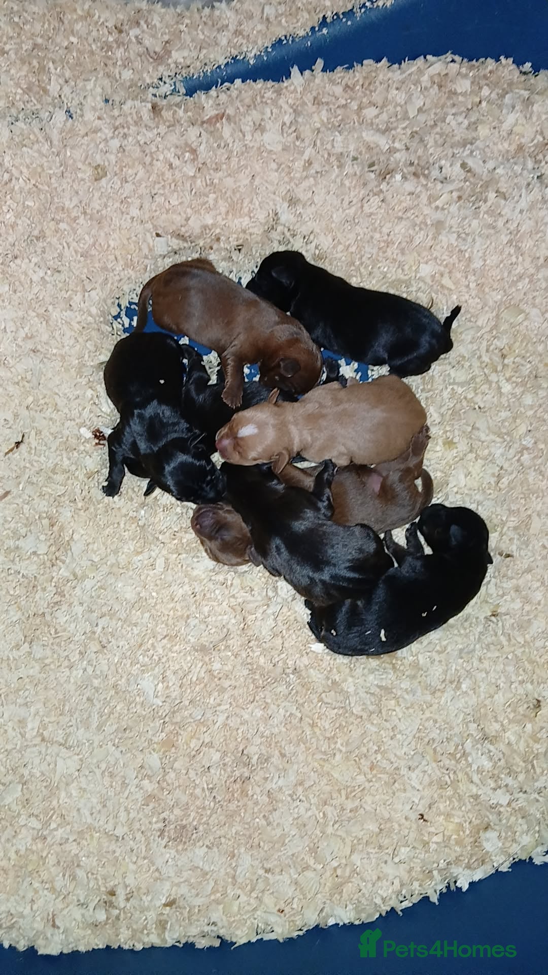 Patterdale Terrier dogs for sale: Patterdale terrier pups  - Image 6