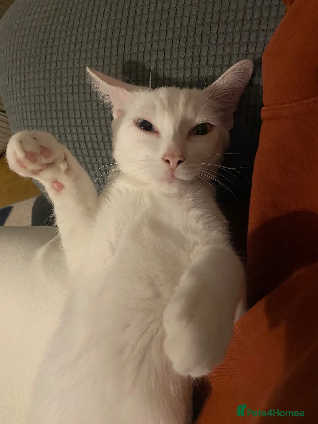 Khao Manee cats for sale: Beautiful khao manee male  - Advert 2