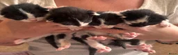 Mixed Breed cats for sale: 4x kittens  - Advert 6