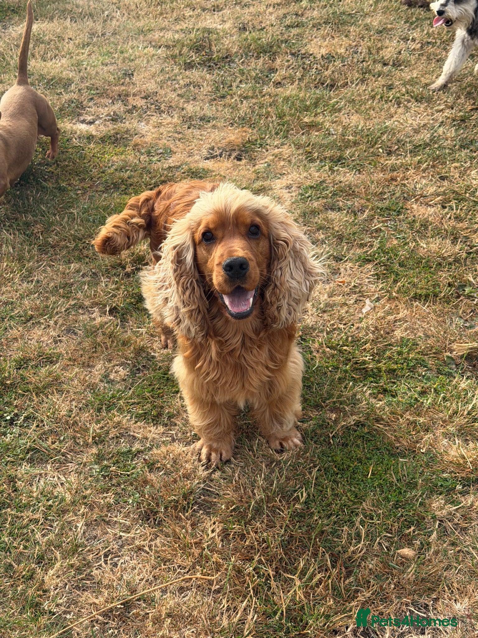 Cocker Spaniel dogs Nelson show cocker STUD  - Advert 21
