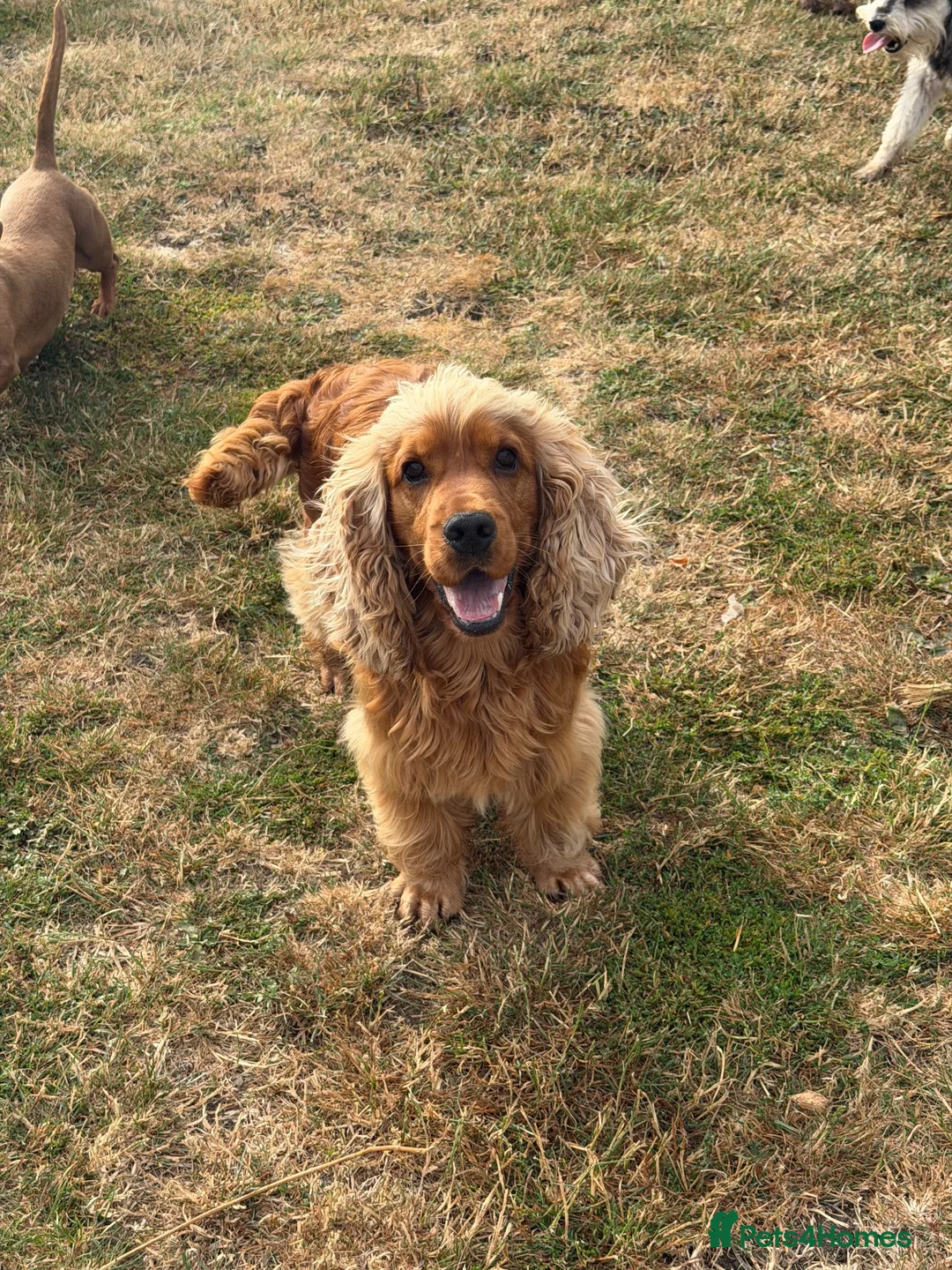 Cocker Spaniel dogs for stud: Nelson show cocker STUD  - Advert 1