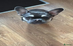 French Bulldog dogs for sale: Grey Male French Bulldog puppy 10 months - Image 3