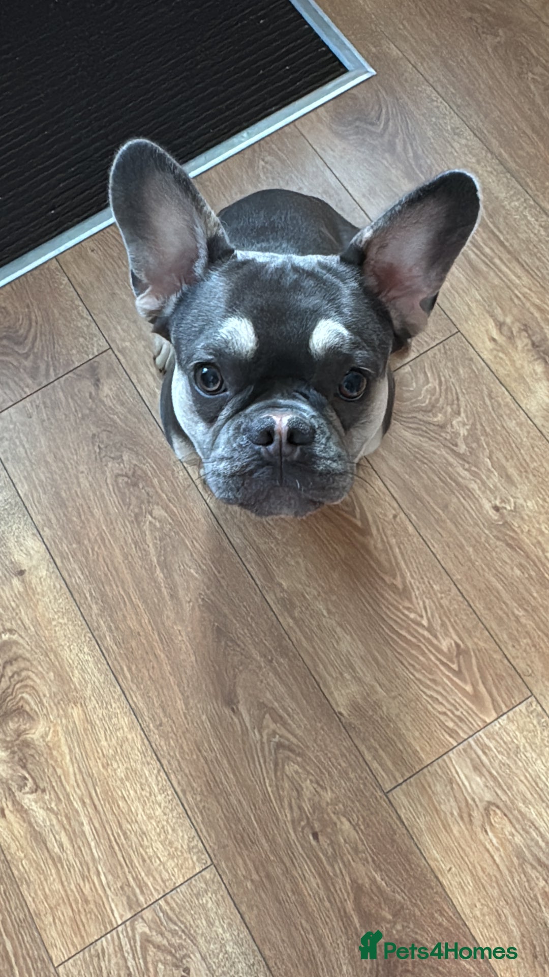 French Bulldog dogs for sale: Grey Male French Bulldog puppy 10 months - Image 3