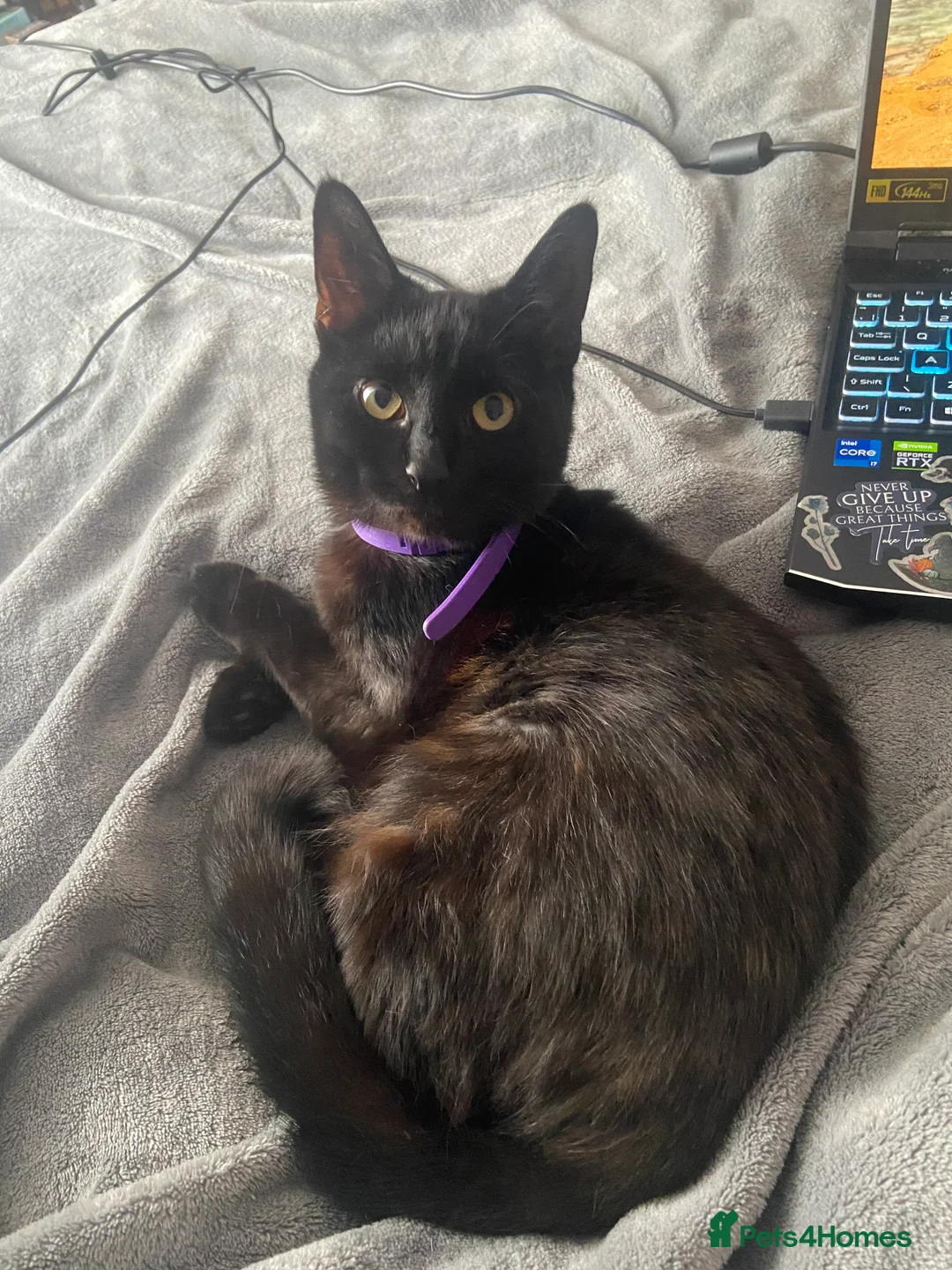 Bombay cats for sale: Sabrina 3YO girl in Bristol - Advert 10