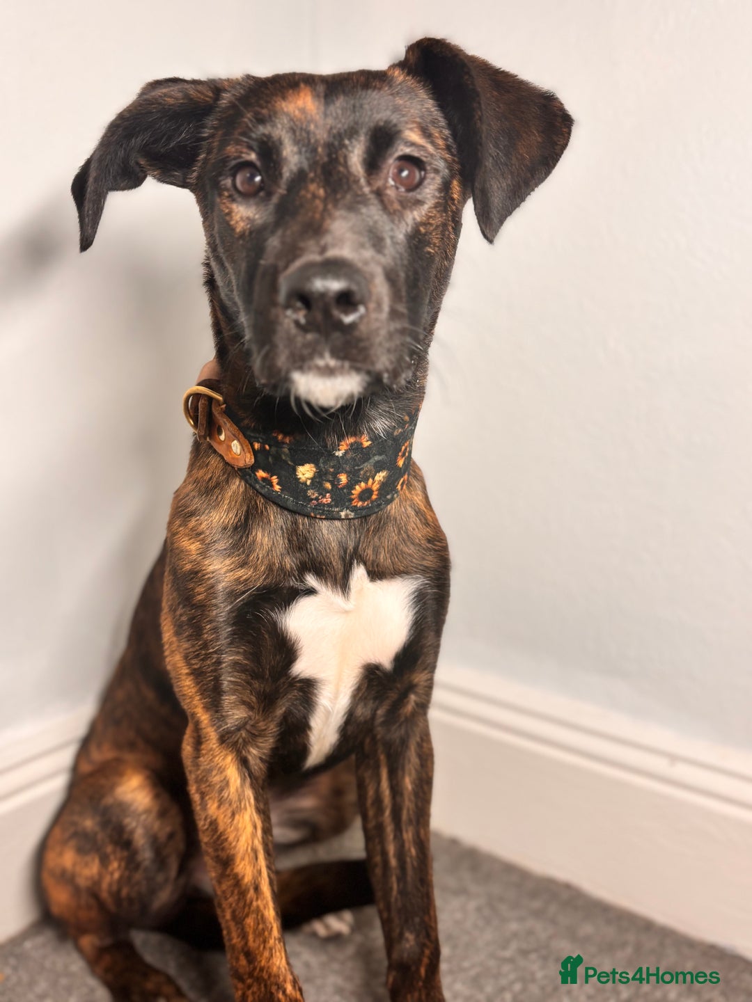 Mixed Breed dogs for sale: Staffxlab for sale  - Image 6