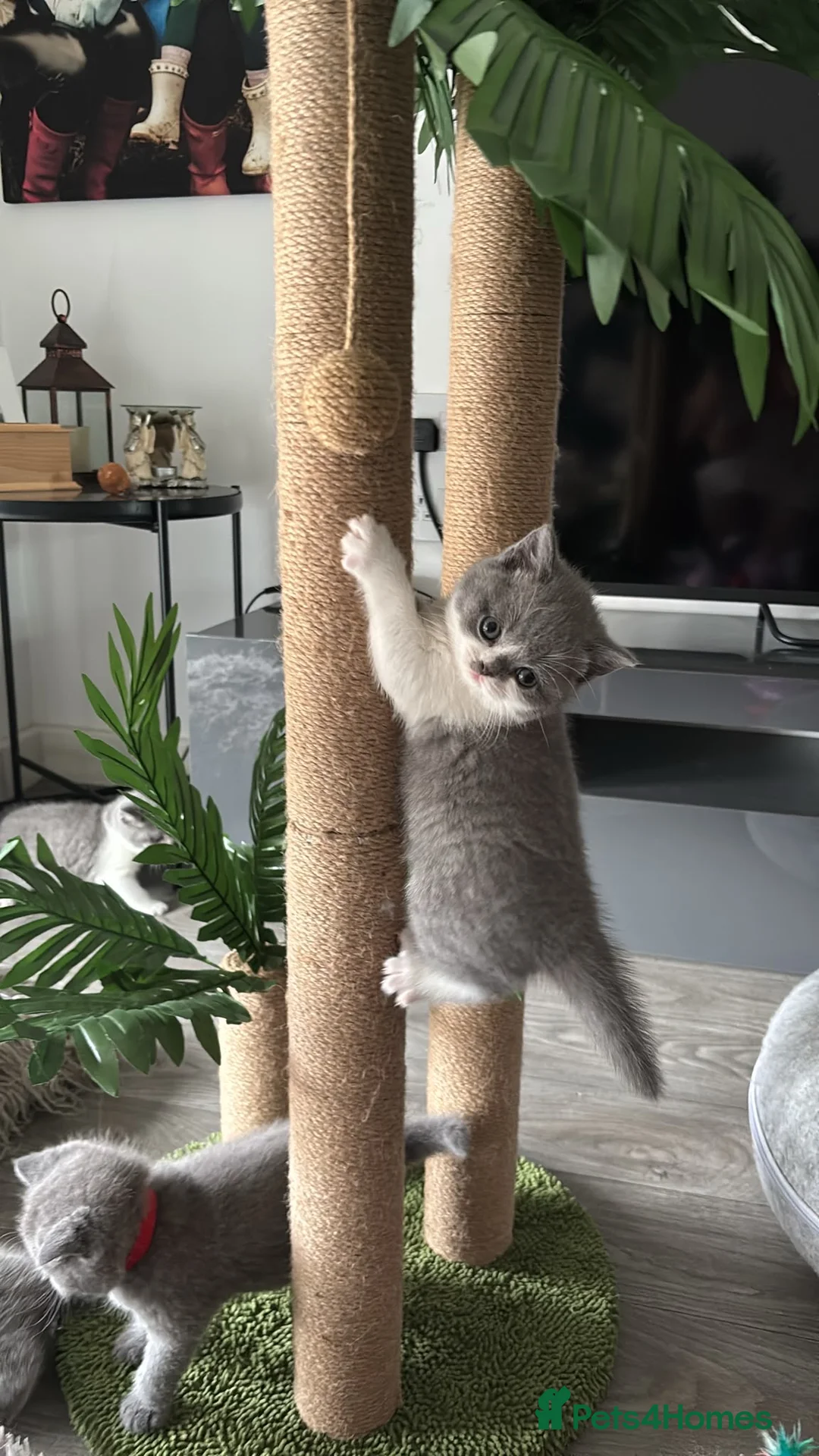 British Shorthair cats for sale: 🧸Chunky British Shorthair Kittens🧸 - Advert 1