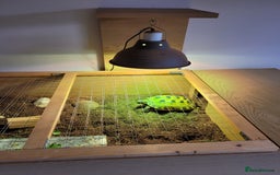 Tortoise reptiles for sale: Horsefield Tortoise - Image 7
