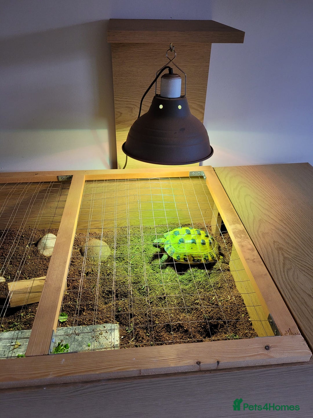 Tortoise reptiles for sale: Horsefield Tortoise - Image 7