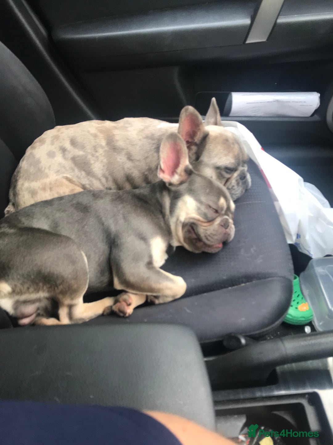 French Bulldog dogs for sale: Two French bulldog brothers - Image 4