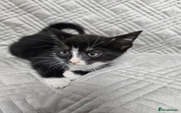 Mixed Breed cats for sale: Kittens for sale - Image 11