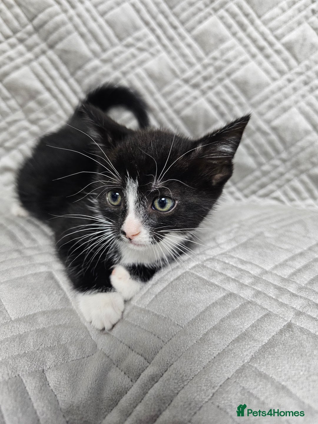 Mixed Breed cats for sale: Kittens for sale - Image 11