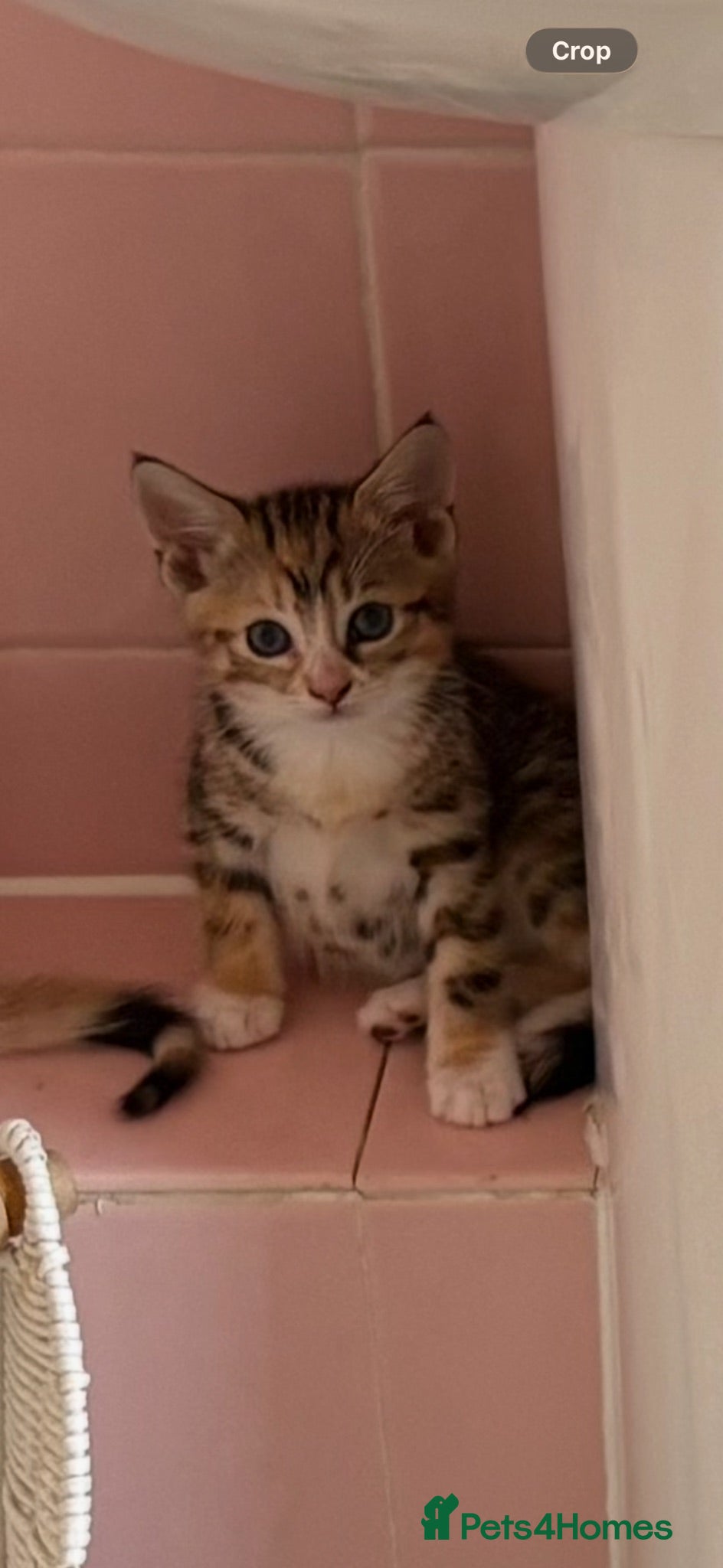 Mixed Breed cats READY 24th. 5 beautiful, cuddly, playful kittens  - Advert 1