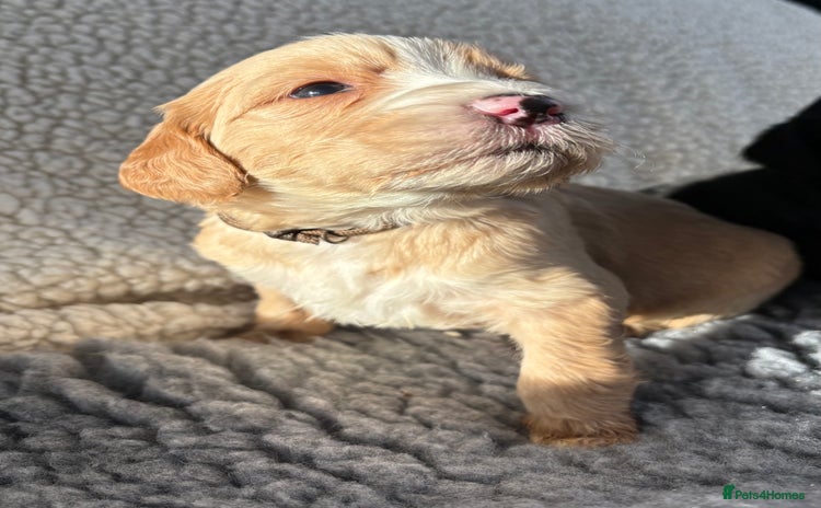 Mixed Breed dogs Bernedoodle - Advert 3