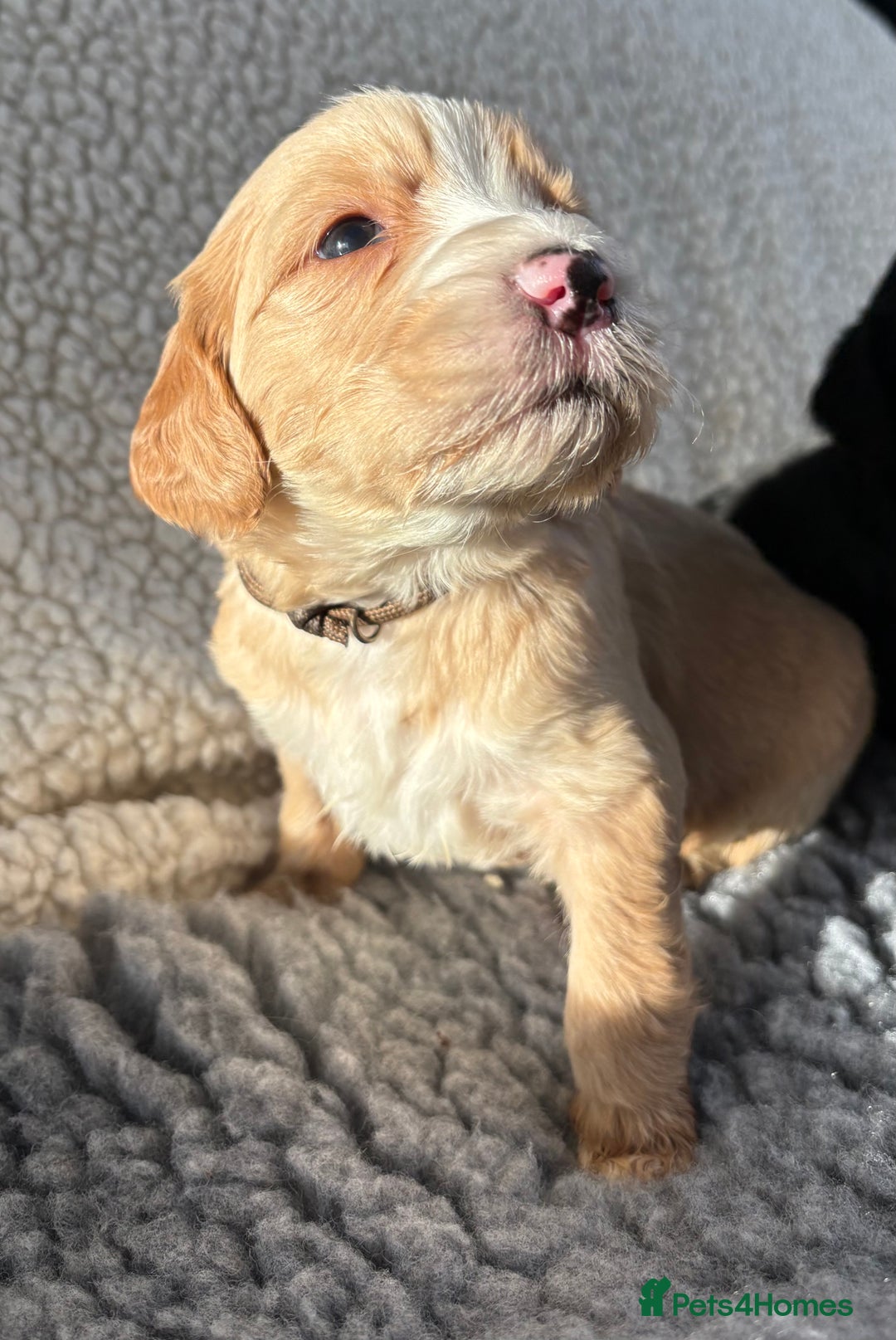 Mixed Breed dogs for sale: Bernedoodle - Image 4