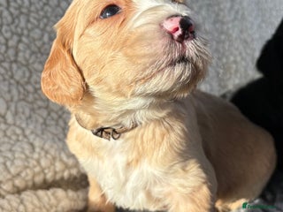 Mixed Breed dogs Bernedoodle - Advert 13