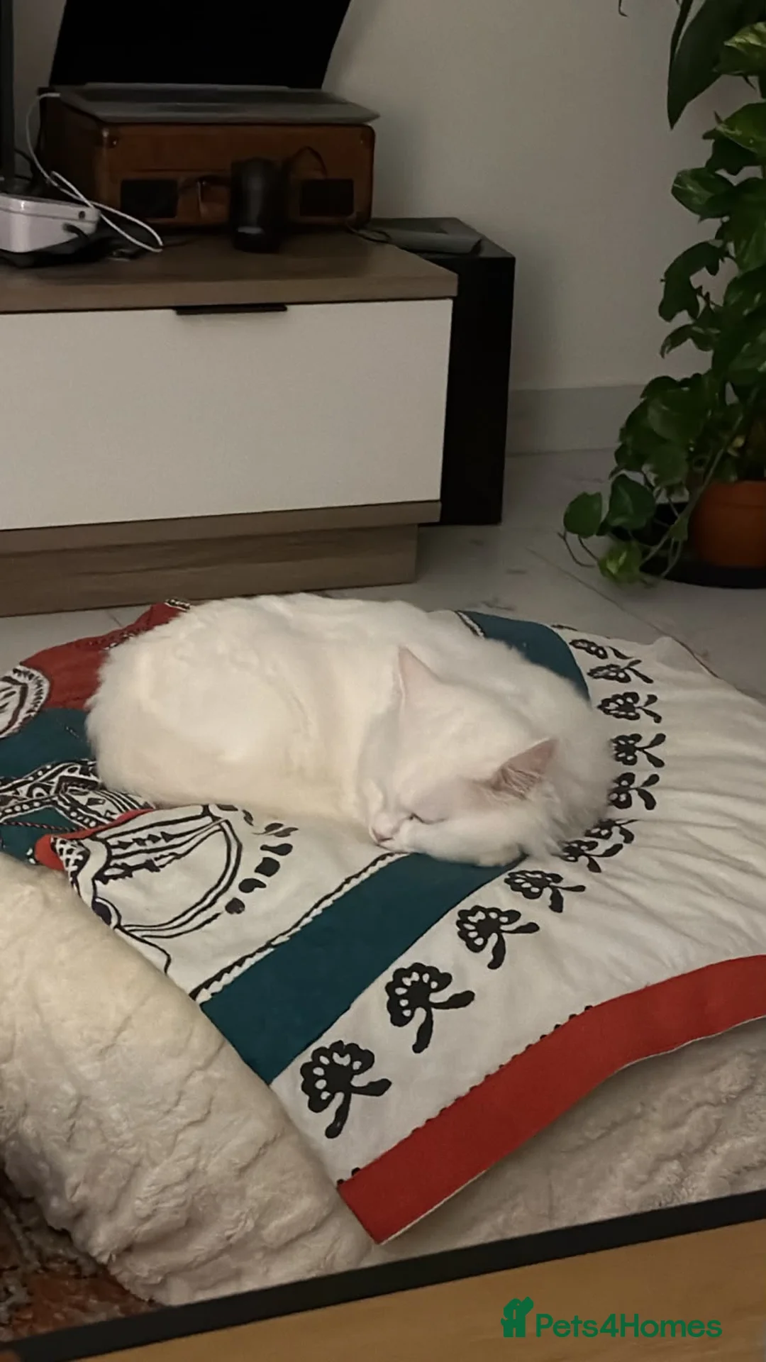 Mixed Breed cats for adoption: This is Cash - Advert 1