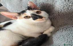 British Shorthair cats for sale: 2 female british shorthair/calico kittens  - Image 5