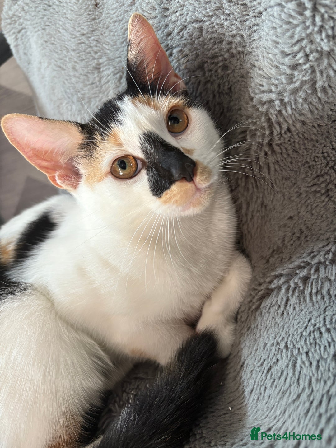 British Shorthair cats for sale: 2 female british shorthair/calico kittens  - Image 5