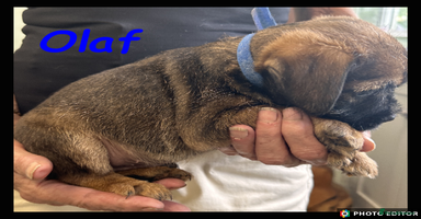 Border Terrier dogs - Advert 14