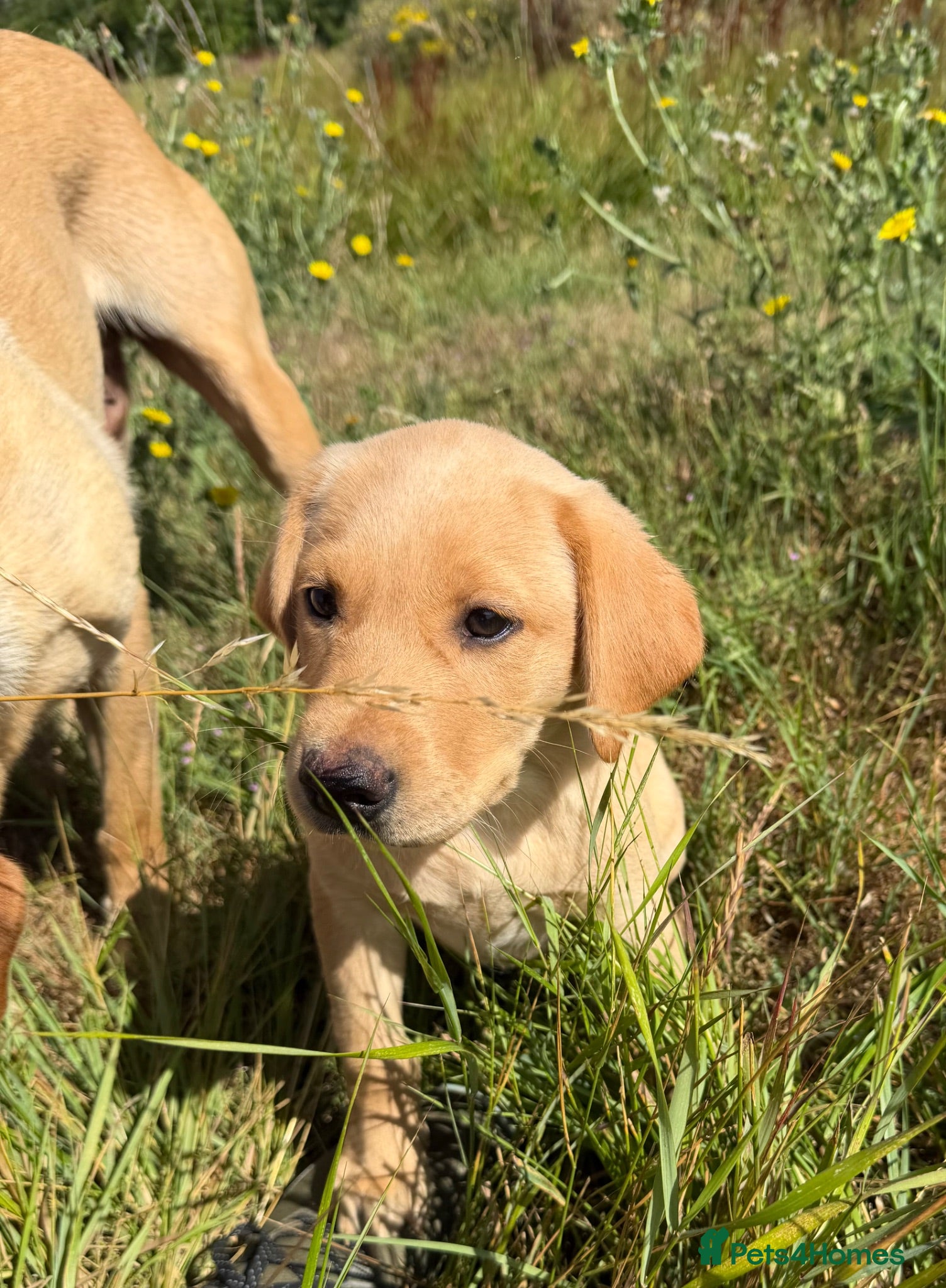 Labrador Retriever dogs Labrador Puppies - Advert 1