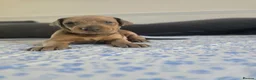 Mixed Breed dogs for sale: Doberman mix  in Nottingham - Advert 9