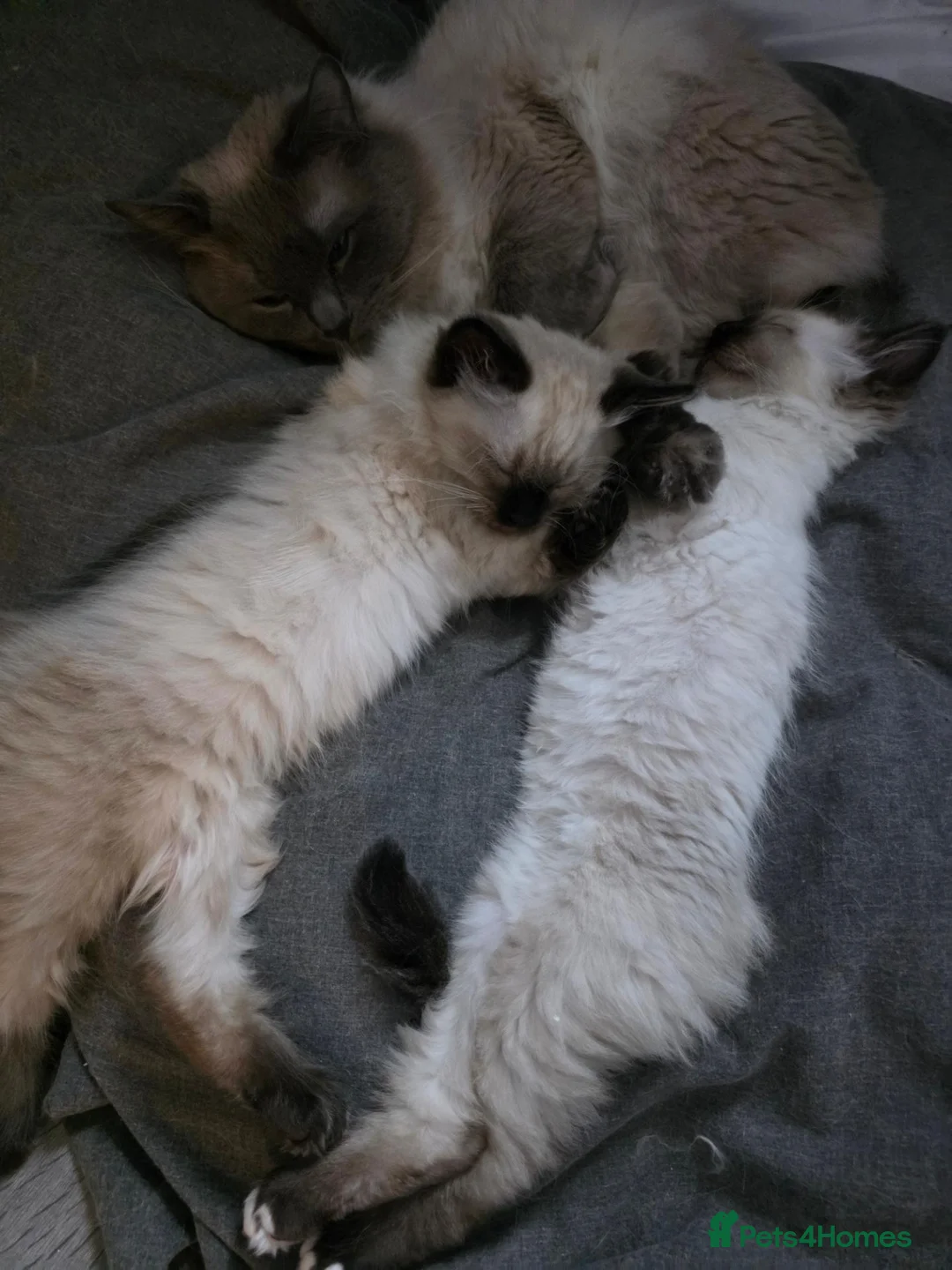 Ragdoll cats for sale: One beautiful ragdoll kitten remaining - Advert 2