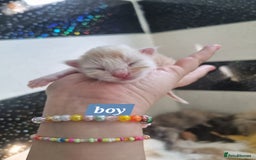 Maine Coon cats for sale: Maincoon kittens - Image 5