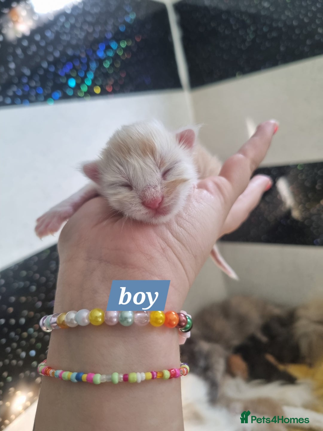 Maine Coon cats for sale: Maincoon kittens - Image 5