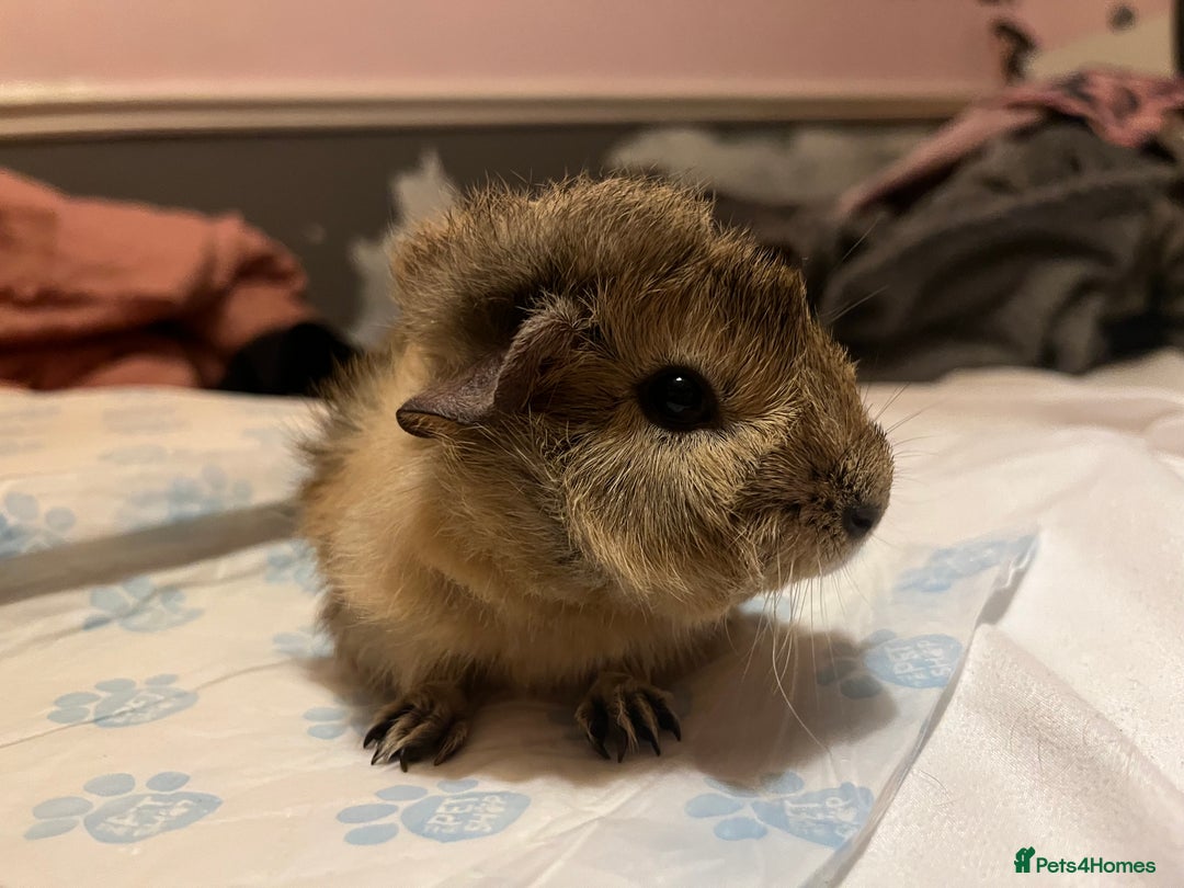 Guinea Pig rodents for sale: guinea pigs  - Image 9