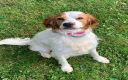 Brittany Spaniel dogs for adoption: MYRA! - Image 1