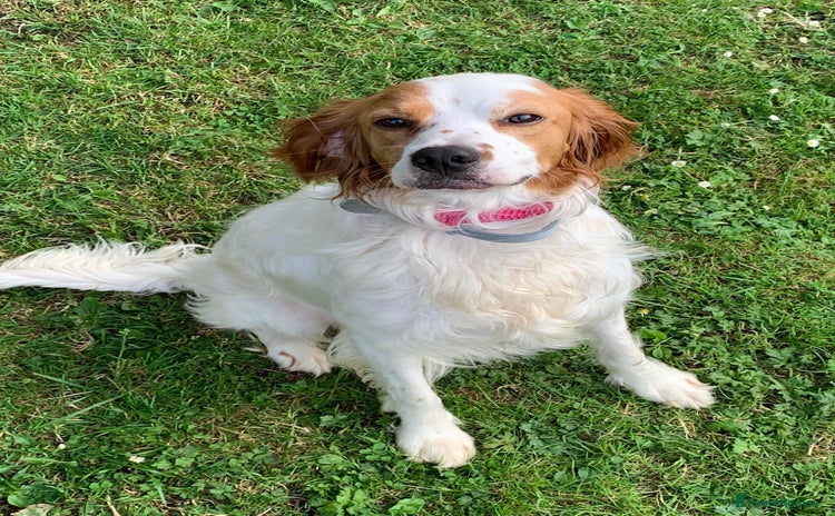 Brittany Spaniel dogs - Advert 1