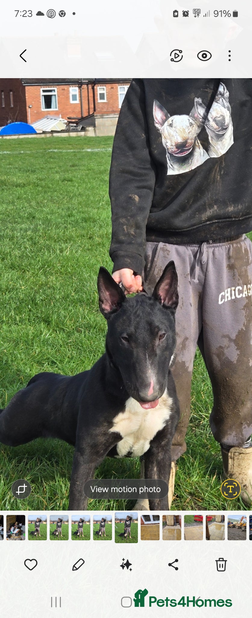 English Bull Terrier dogs English bullterier  - Advert 4