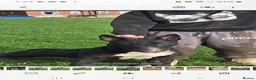 English Bull Terrier dogs for sale: English bullterier  in Ilkeston - Advert 1