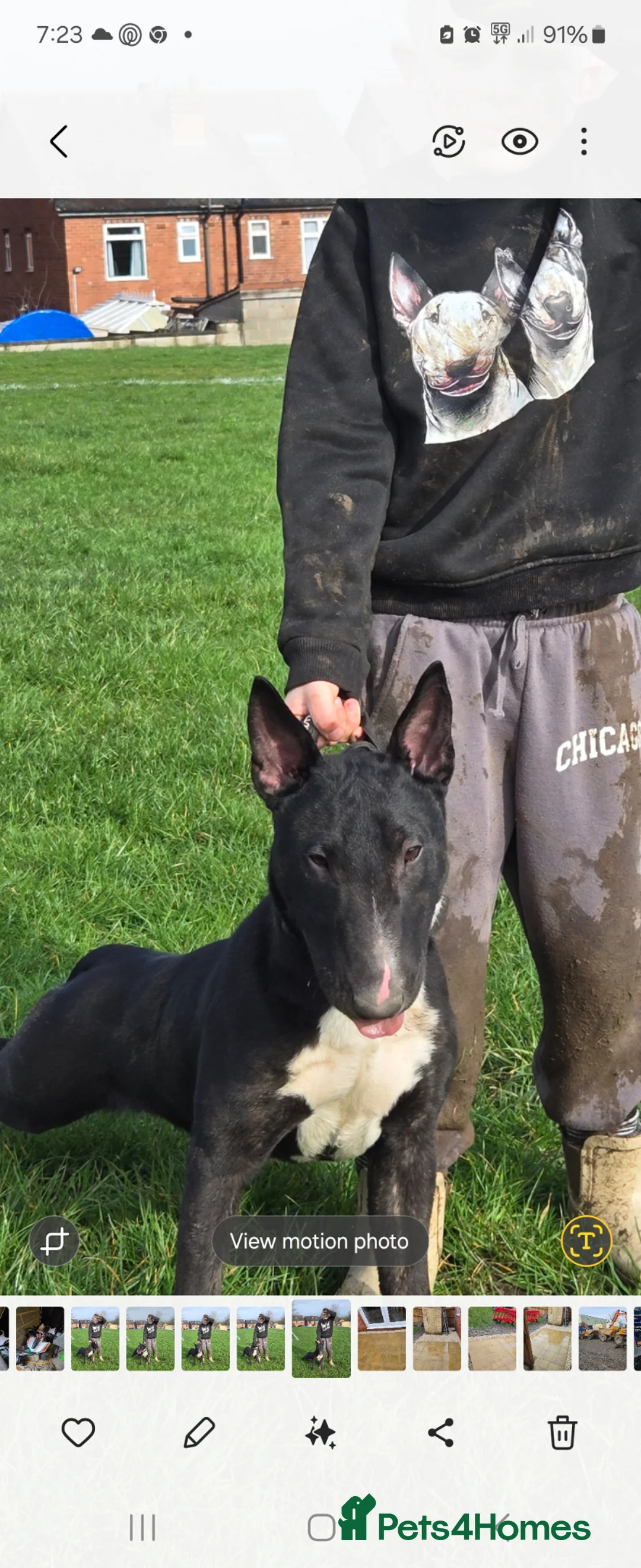 English Bull Terrier dogs for sale: English bullterier  in Ilkeston - Advert 1