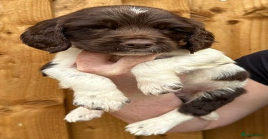 English Springer Spaniel dogs - Advert 9