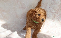 Cavapoo dogs for sale: Cavapoo  - Image 24