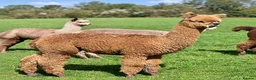 Alpaca livestock for sale: A very special breeding group of 16 alpacas - Advert 11