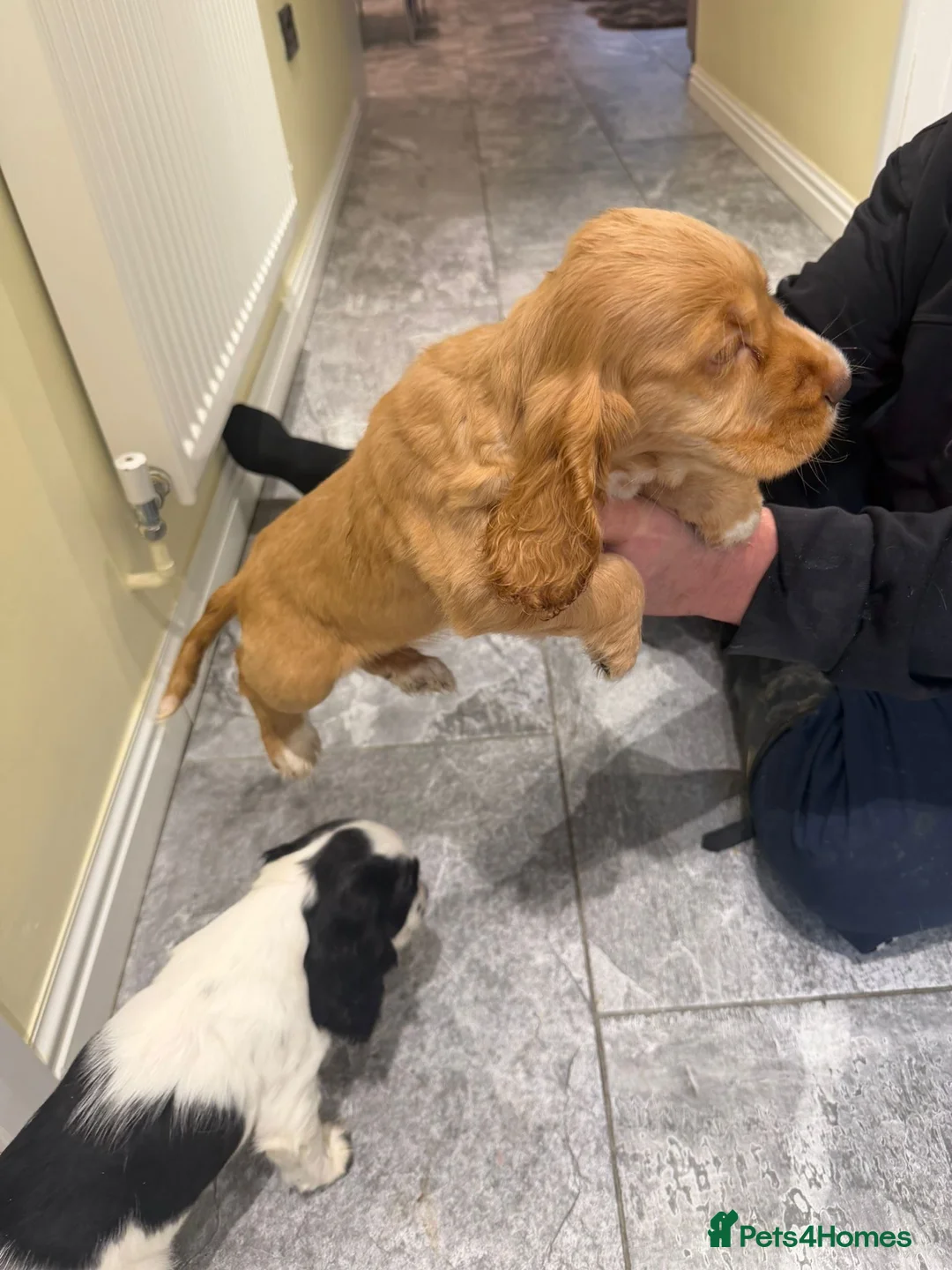 Cocker Spaniel dogs for sale: OUTSTANDING ADORABLE SHOW TYPE COCKER SPANIEL  - Advert 24