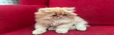 Persian Kitten 2