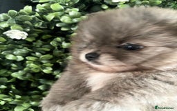 Pomeranian dogs for sale: ✨🐶SPECIAL SMALL SKY🩵BLUE 👀 POMS🐶✨ - Image 34