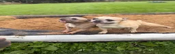 French Bulldog dogs for sale: KC REG FRENCHIE NEUTERED MALE  - Advert 4