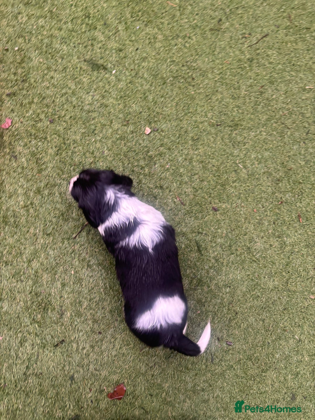 Sprocker dogs for sale: VET CHECKED HEALTHY AND READY TO LEAVE  - Advert 14